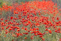 Klatschmohn im Gegenlicht