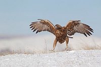 Steinadler geht zu Fuss