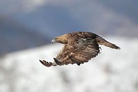 Steinadler im Aktivflug
