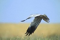 Wiesenweihe Fluegel vorn