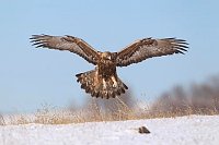 Steinadler kurz v d Landung