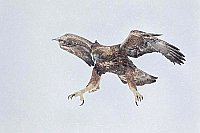 Steinadler im Sinkflug b Wind