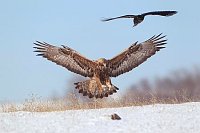 Steinadler landend m Kolkrabe