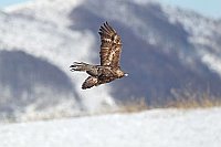 Steinadler i Flug in d Bergwel
