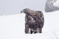 Steinadler mit Beute im Schnee