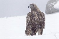 Steinadler im Schnee von vorn