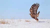 Steinadler startet im Schnee