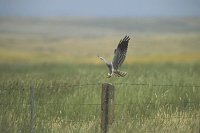 Wiesenweihe Pfahl anfliegend