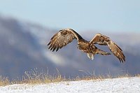 Steinadler dicht ueber Hang