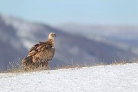 Gaensegeier in Berglandschaft