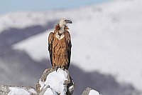 Gaensegeier auf Stein Winter