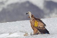 Gaensegeier markiert a Luder