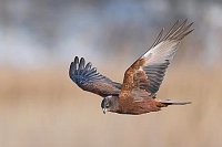 Rohrweihe i Suchflug Schilfwa