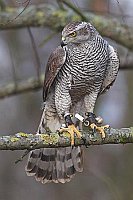 Habicht auf Ast stehend