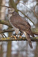 Habicht sich umdrehend