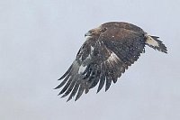 Steinadler b Fluegelabschlag