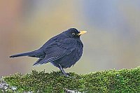 Amsel auf bemoostem Stamm