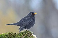 Amsel Maennchen Seitenans