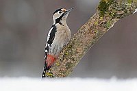 Blutspecht am Ast im Winter