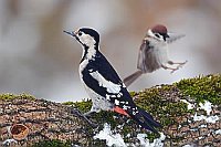 Blutspecht auf Baumstamm
