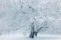 Hainbuche im Schnee