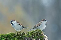 Haussperling 2 Maennchen