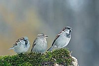 Haussperling 3 Ex auf Totholz