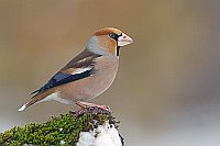 Kernbeisser a Totholz Seitena