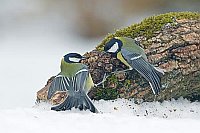 Kohlmeise 2 Ex streitend