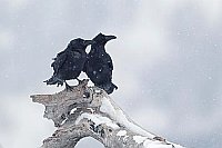 Kolkraben auf Totholz Schnee