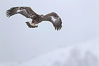 Steinadler Jungvogel v vorn