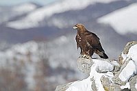 Steinadler Jungvogel a Stein