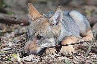 Wolf Welpe Stoeckchen im Maul