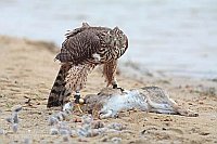 Habicht Beizvogel Kaninchen