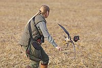 Wanderfalke auf Federspiel