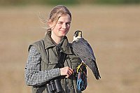 Wanderfalke mit Falknerin