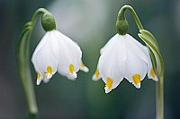 Maerzenbecher 2 Bluetenkelche