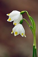 Maerzenbecher 2 Stile HF