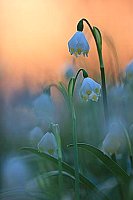 Maerzenbecher Abendhimmel