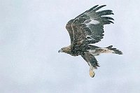 Steinadler abfliegend Schneefa