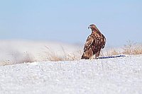 Steinadler auf Schneehang