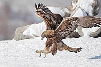 Steinadler im Landeanflug