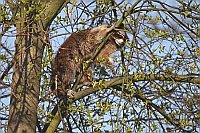 Waschbaer klettert im Baum hoc