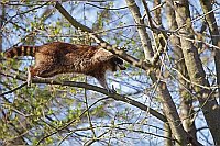 Waschbaer klettert in Zweigen