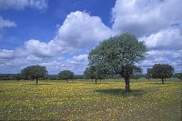 Extremadura Dehesa mit gelben