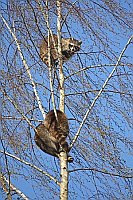 Waschbaeren 3 in Birke