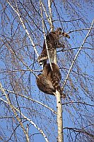 Waschbaeren 3 klettern im Baum