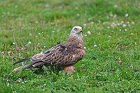 Rotmilan Wiese herschauend