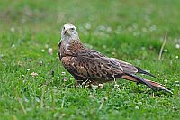 Rotmilan auf Wiese stehend