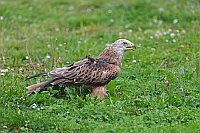 Rotmilan rufend auf Wiese